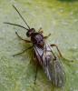 Andricus pictus